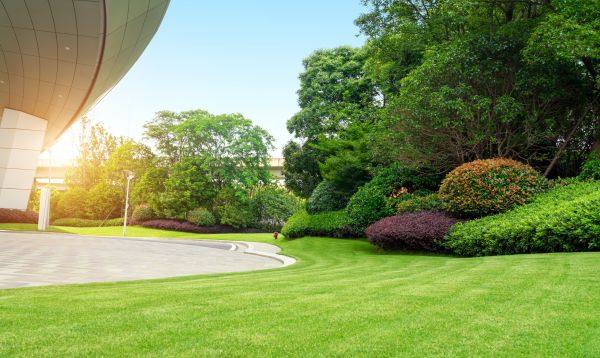 Commercial Shrub Trimming in Laguna Niguel