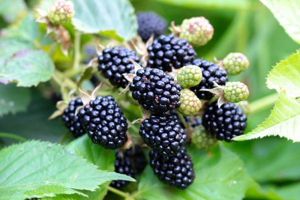 Blackberry Bush Removal in Laguna Niguel