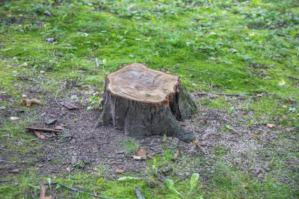 Bush Stump Removal in Laguna Niguel