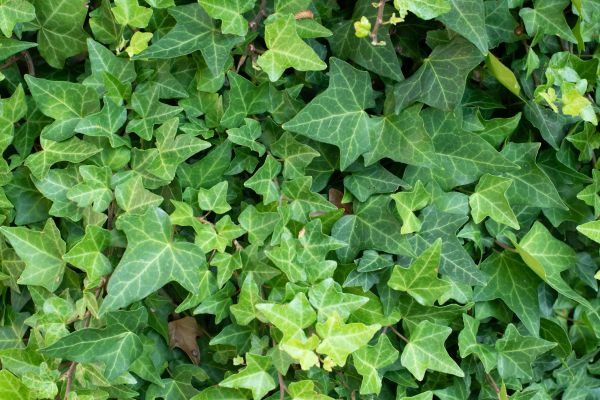 Cost of English Ivy Removal in Laguna Niguel