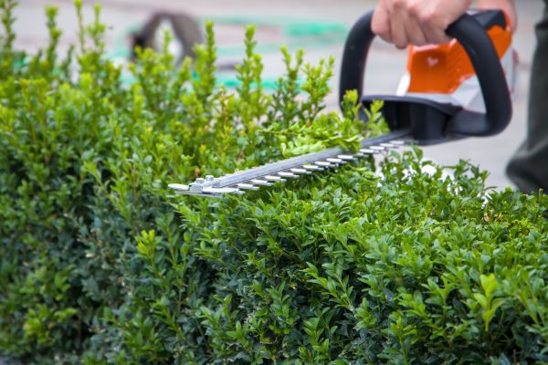 Hedge Pruning in Laguna Niguel