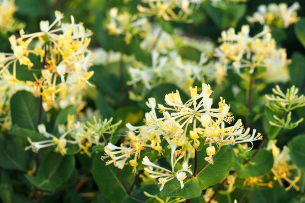 Cost of Honeysuckle Removal in Laguna Niguel