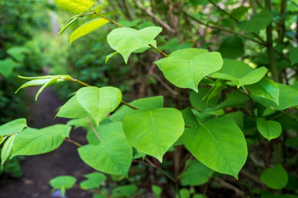 Cost of Invasive Plant Removal in Laguna Niguel