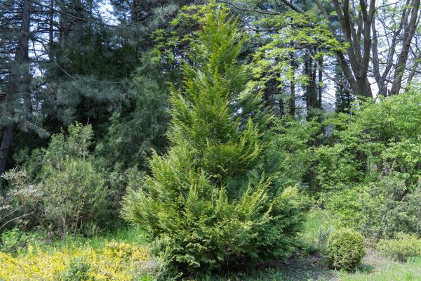 Cost of Juniper Pruning in Laguna Niguel