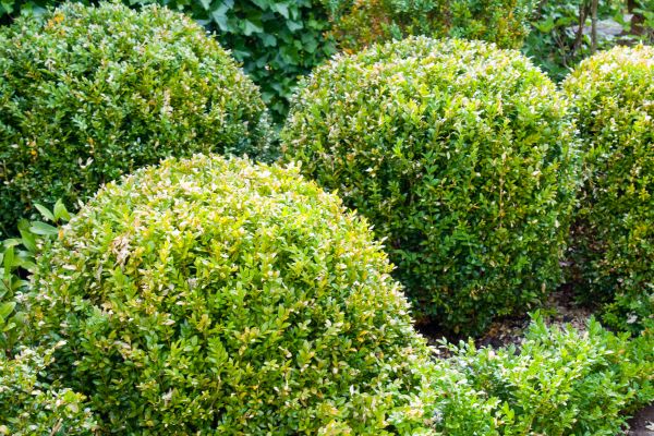 Cost of Landscape Trimming Service in Laguna Niguel