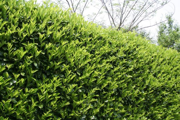 Cost of Laurel Removal in Laguna Niguel