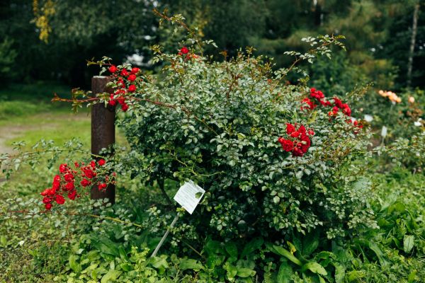 Cost of Rose Bush Removal in Laguna Niguel