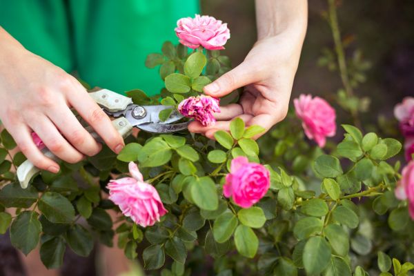 Cost of Rose Trimming in Laguna Niguel
