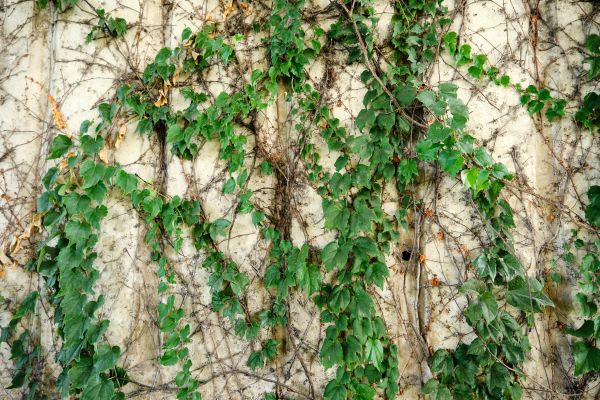 Cost of Vine Removal Service in Laguna Niguel