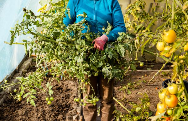 Cost of Garden Plant Removal in Laguna Niguel