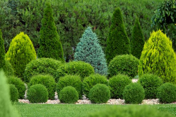 Cost of Shrub Shaping in Laguna Niguel