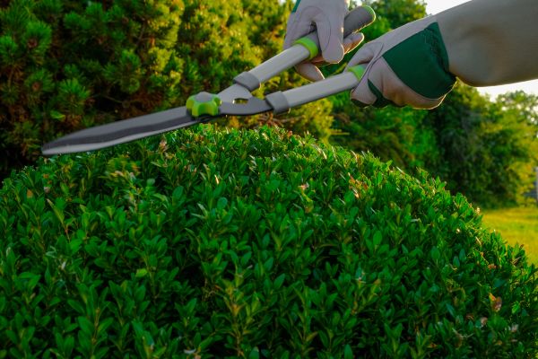 Cost of Topiary Shearing in Laguna Niguel