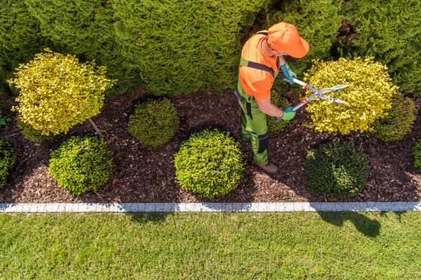 Cost of Topiary Trimming in Laguna Niguel