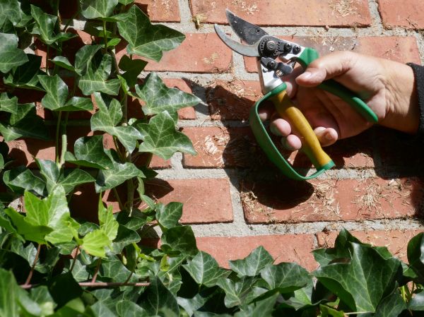 Cost of Ivy Removal Service in Laguna Niguel