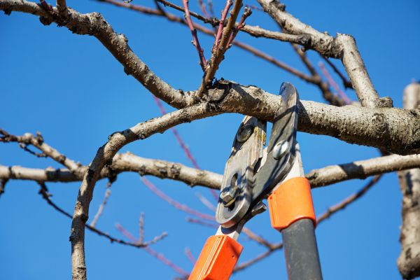 Cost of Selective Pruning in Laguna Niguel