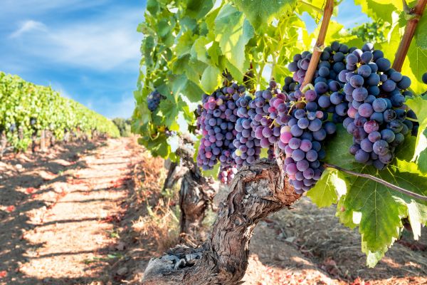 Cost of Grapevine Pruning in Laguna Niguel
