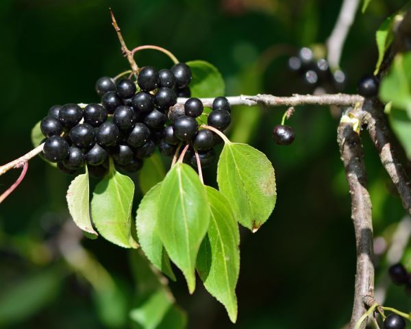Cost of Buckthorn Removal in Laguna Niguel