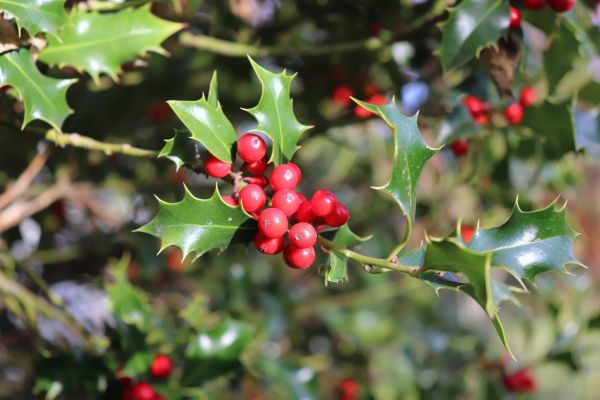 Cost of Holly Tree Trimming in Laguna Niguel