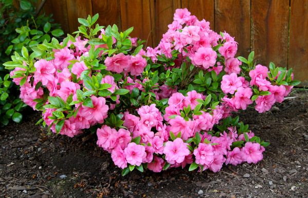 Cost of Azaleas Removal in Laguna Niguel