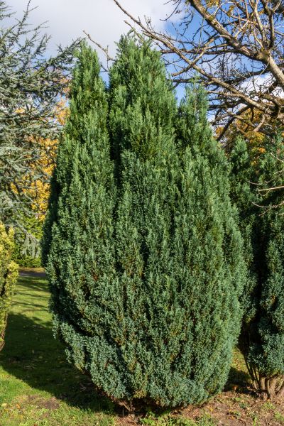 Cost of Juniper Trimming in Laguna Niguel