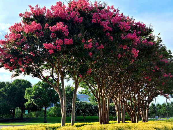 Cost of Crepe Myrtle Pruning in Laguna Niguel