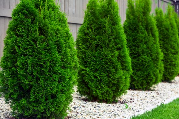 Cost of Arborvitae Pruning in Laguna Niguel