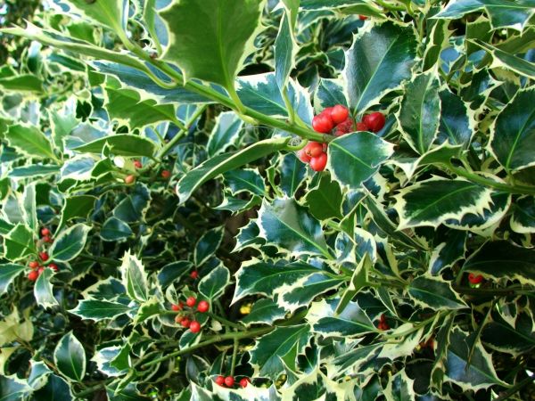 Cost of Holly Bushes Trimming in Laguna Niguel