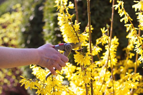 Forsythia Pruning in Laguna Niguel