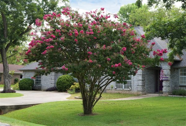 Crepe Myrtle Trimming in Laguna Niguel