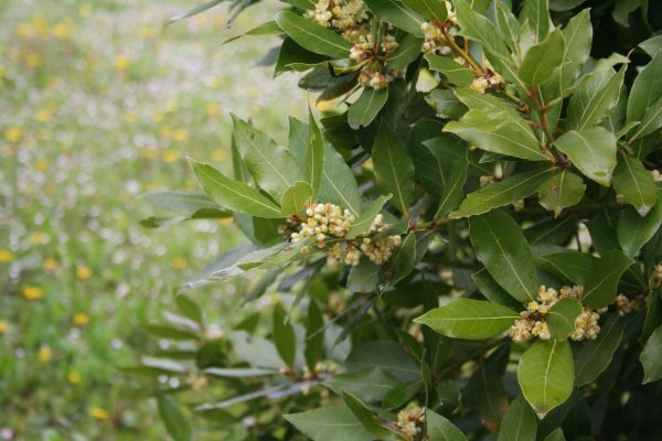 Cost of Laurel Trimming in Laguna Niguel