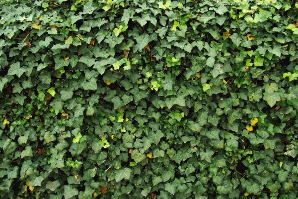 Cost of Ivy Pruning service in Laguna Niguel