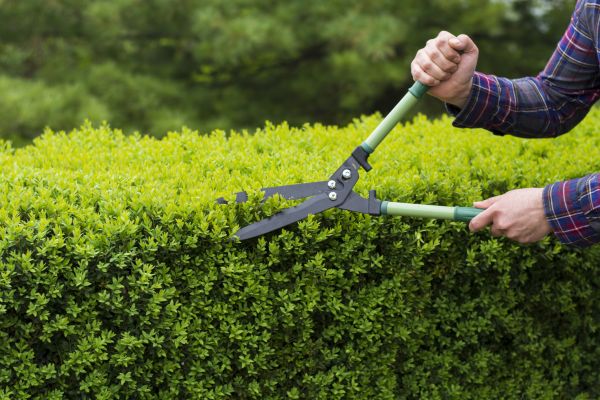 Cost of Evergreen Shrub Pruning in Laguna Niguel