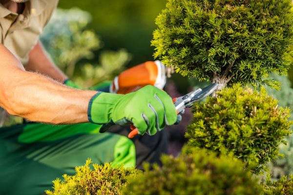 Cost of Landscape Pruning Service in Laguna Niguel
