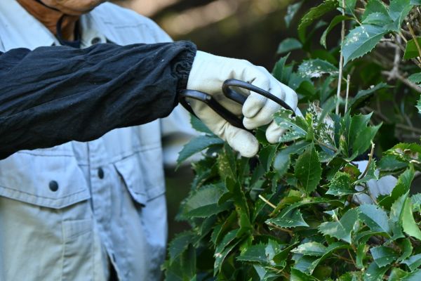 Holly Pruning in Laguna Niguel