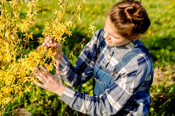 Cost of Forsythia Trimming in Laguna Niguel