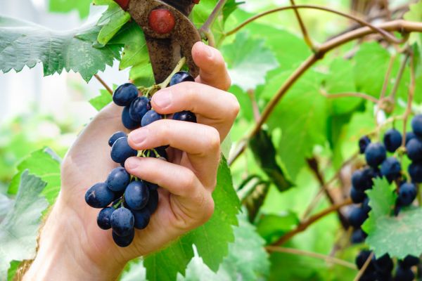 Cost of Vineyard Pruning in Laguna Niguel