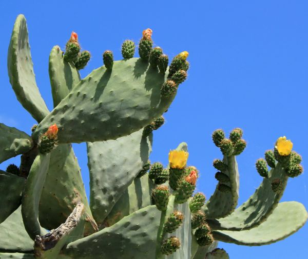 Cost of Cactus Removal in Laguna Niguel
