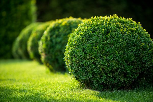 Cost of Boxwood Shaping in Laguna Niguel
