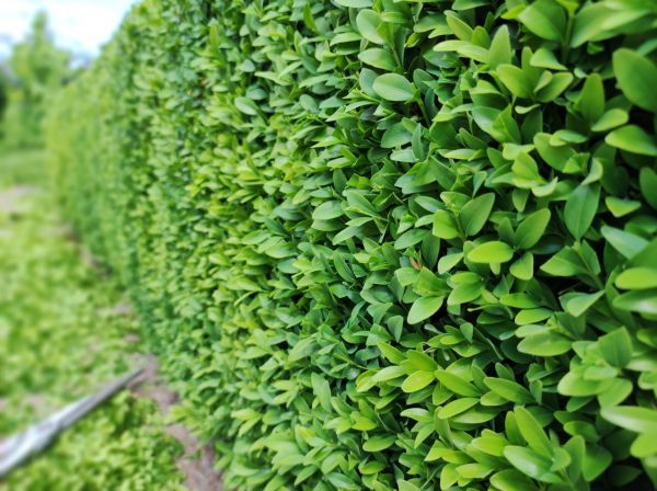Cost of Boxwood Pruning in Laguna Niguel