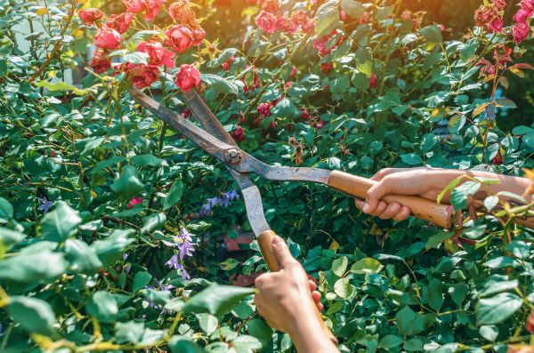 Knockout Roses Pruning in Laguna Niguel