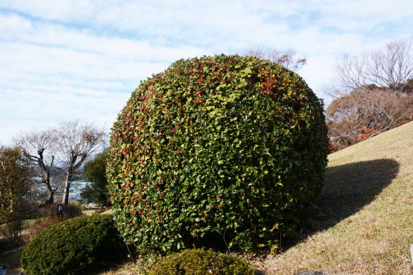 Cost of Holly Shrub Pruning in Laguna Niguel