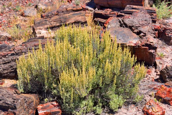 Cost of Sagebrush Removal in Laguna Niguel