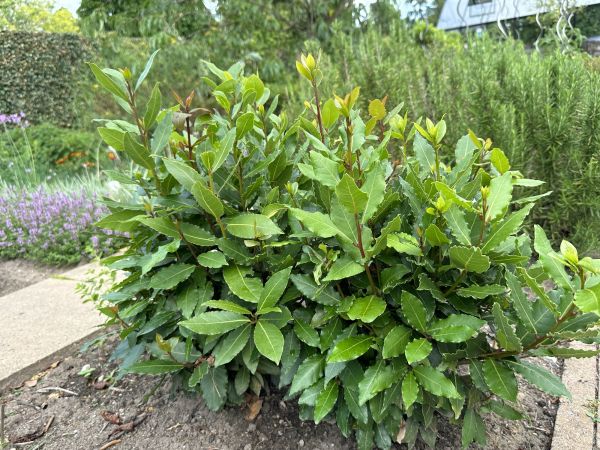 Cost of Laurel Hedge Trimming in Laguna Niguel