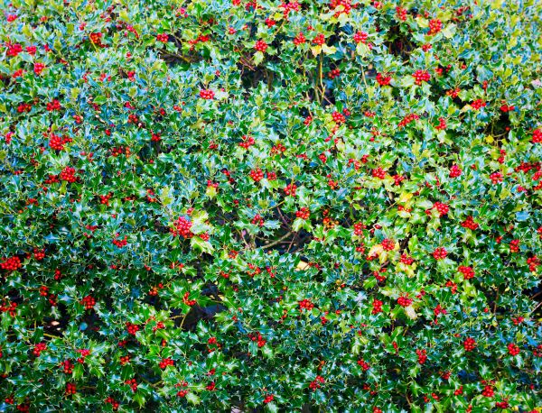 Cost of Holly Bush Removal in Laguna Niguel