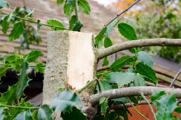 Cost of Holly Tree Removal in Laguna Niguel