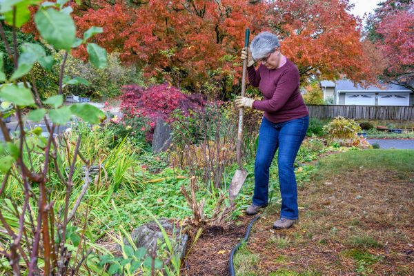Cost of Dead Bush Removal in Laguna Niguel