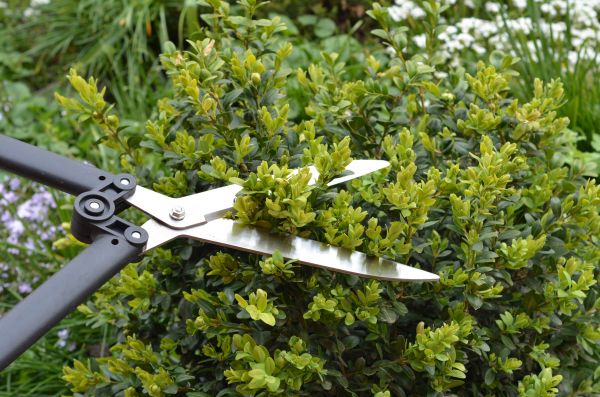 Cost of Boxwood Trimming in Laguna Niguel