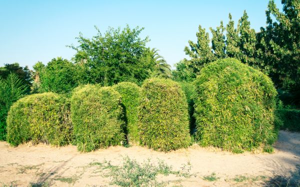 Cost of Bamboo Hedge Removal in Laguna Niguel