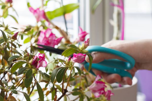 Azalea Pruning in Laguna Niguel