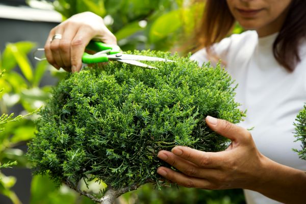 Cost of Juniper Shrub Pruning in Laguna Niguel